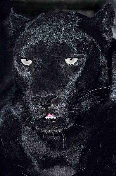 CA, Los Angeles, Portrait of black jaguar adult